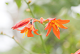 hime15071603.jpg